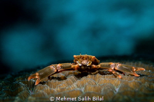 Crab on the coral. by Mehmet Salih Bilal 